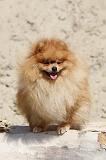 SPITZ ALLEMAND 164